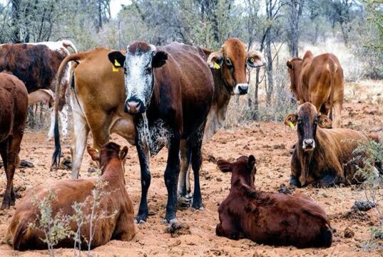 Namibia Courts American Bloodlines to Keep Its Herds Strong
