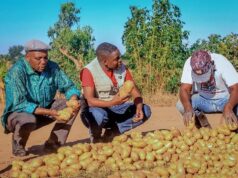 Prasl farmer now grows 30 tons of potatoes per hectare