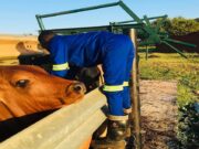 Seeking a Safe Path Back to Livestock Auctions
