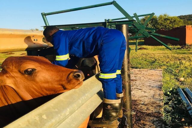 Seeking a Safe Path Back to Livestock Auctions